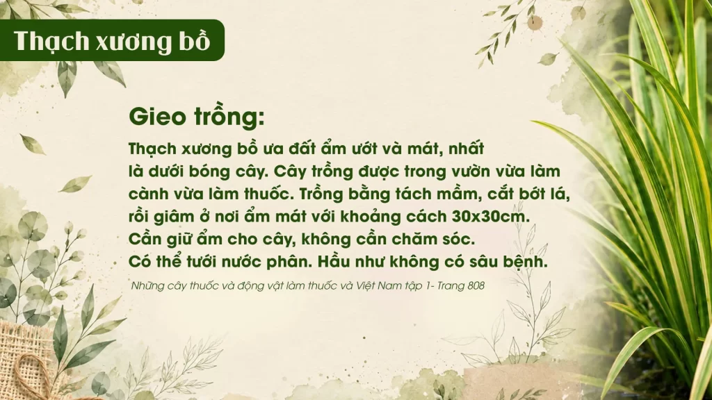 Dược liệu Thạch xương bồ 