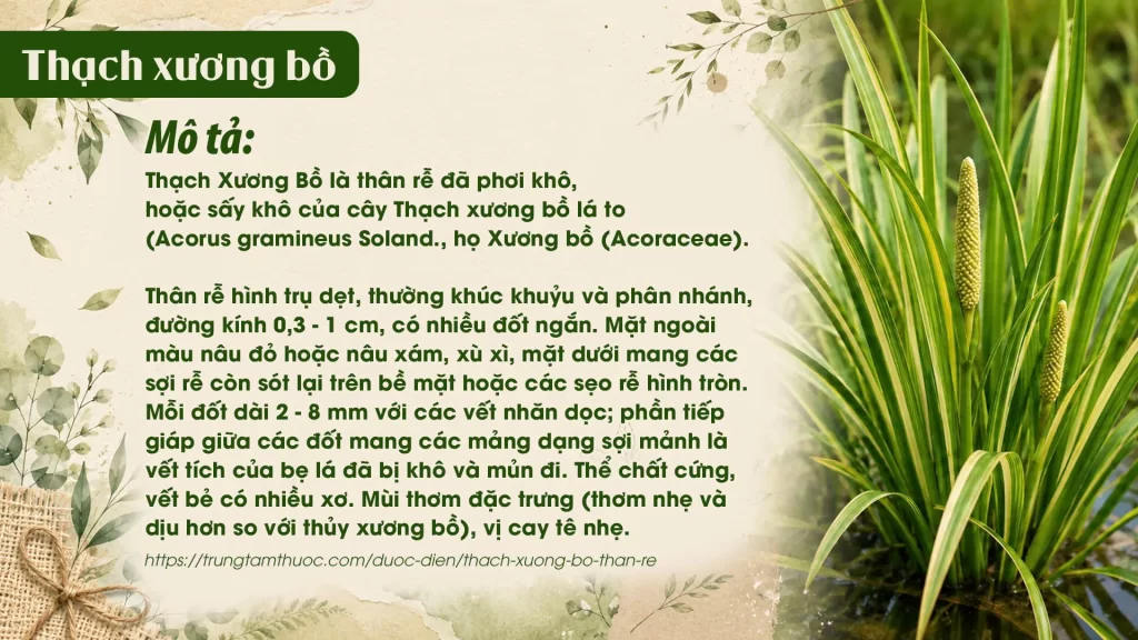 Dược liệu Thạch xương bồ 