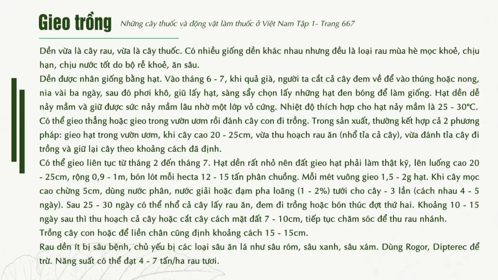 Dược liệu rau dền cơm 