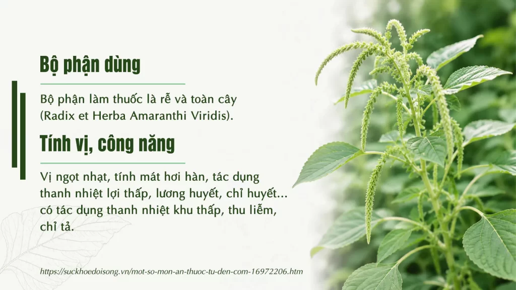 Dược liệu rau dền cơm 
