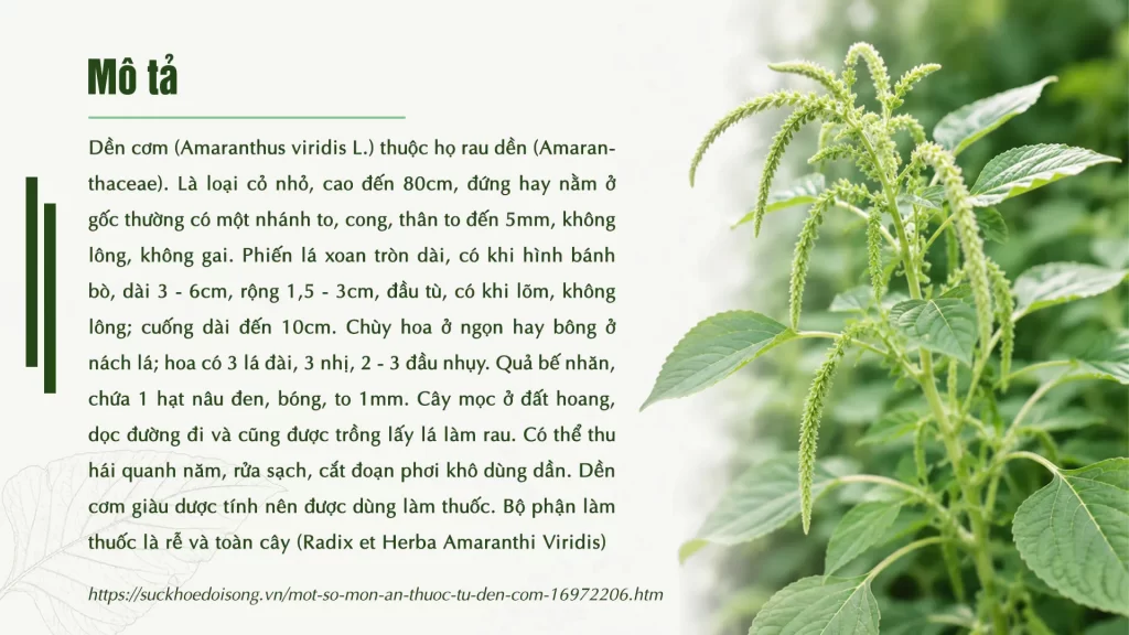 Dược liệu rau dền cơm 