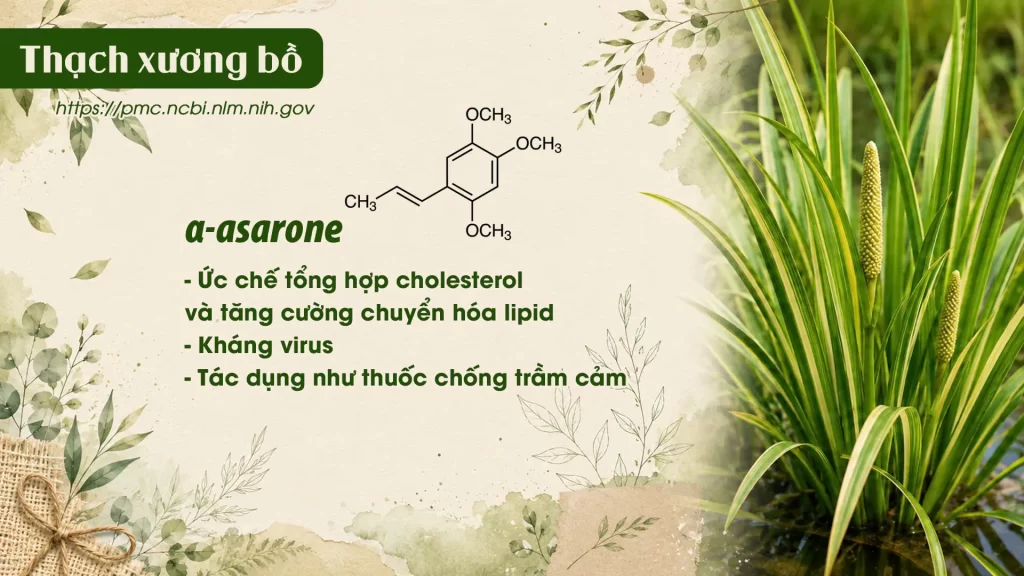 Thành phần hoá học Dược liệu Thạch xương bồ 