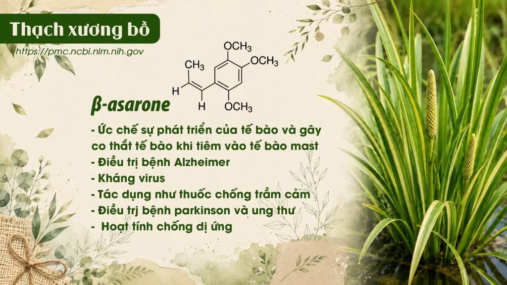 Thành phần hoá học Dược liệu Thạch xương bồ 