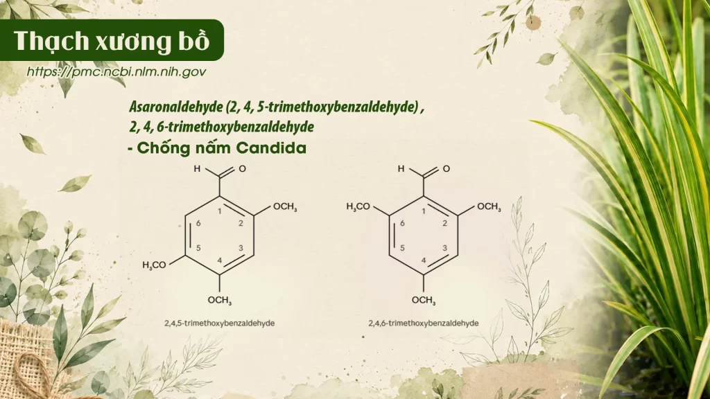 Thành phần hoá học Dược liệu Thạch xương bồ 