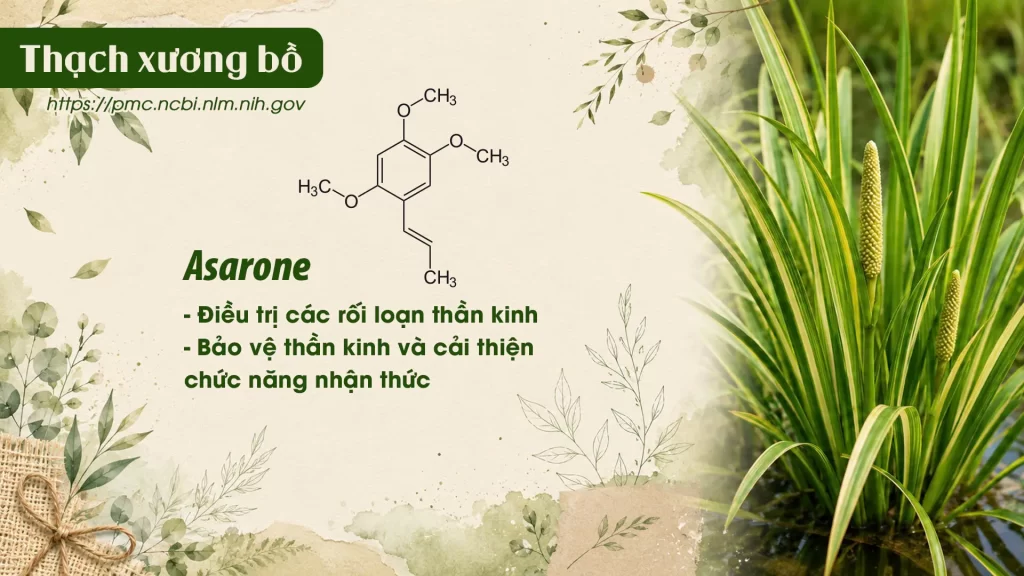 Thành phần hoá học Dược liệu Thạch xương bồ 