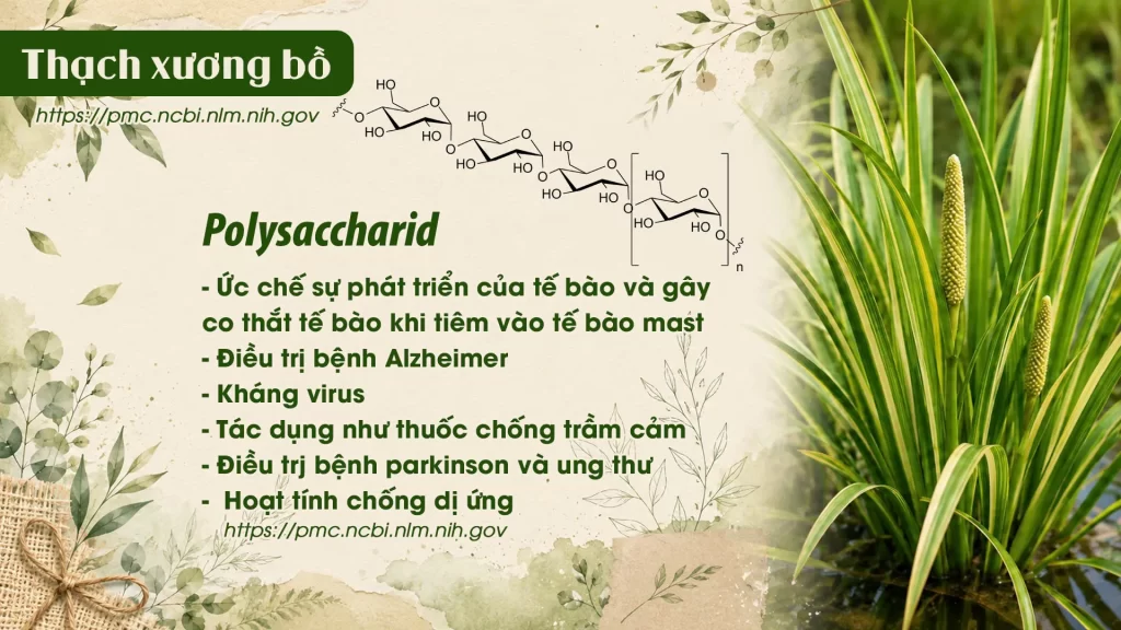 Thành phần hoá học Dược liệu Thạch xương bồ 