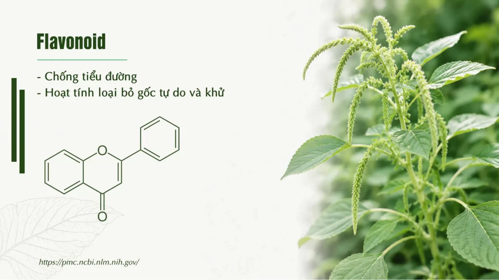 Thành phần hoá học Dược liệu rau dền cơm 