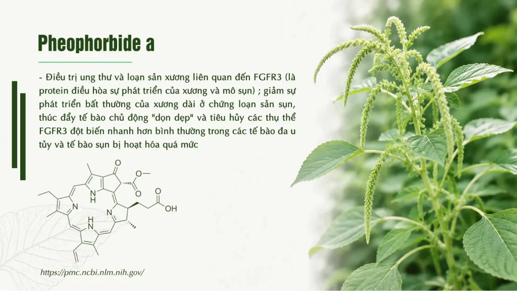 Thành phần hoá học Dược liệu rau dền cơm 
