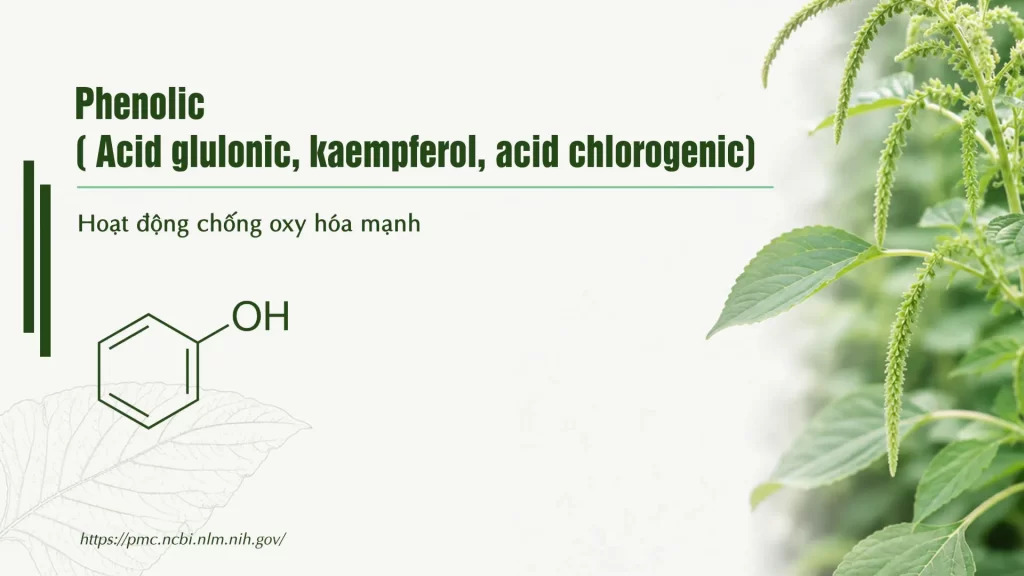Thành phần hoá học Dược liệu rau dền cơm 