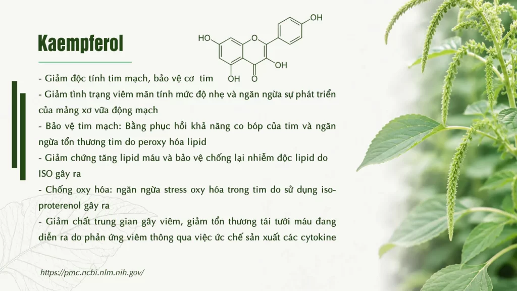 Thành phần hoá học Dược liệu rau dền cơm 