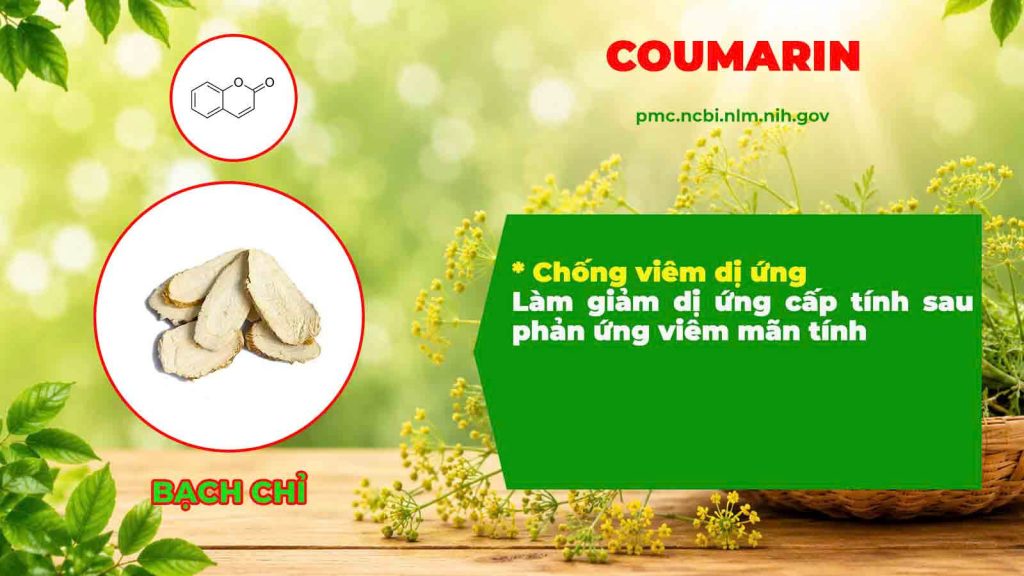 Thành phần hoá học Hoàng cầm tân di 