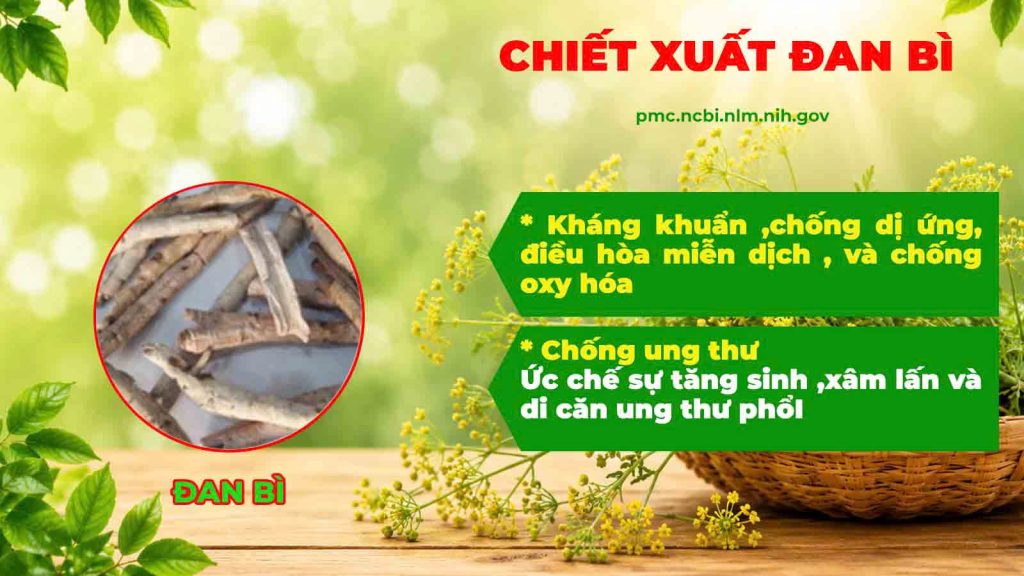 Thành phần hoá học Hoàng cầm tân di 
