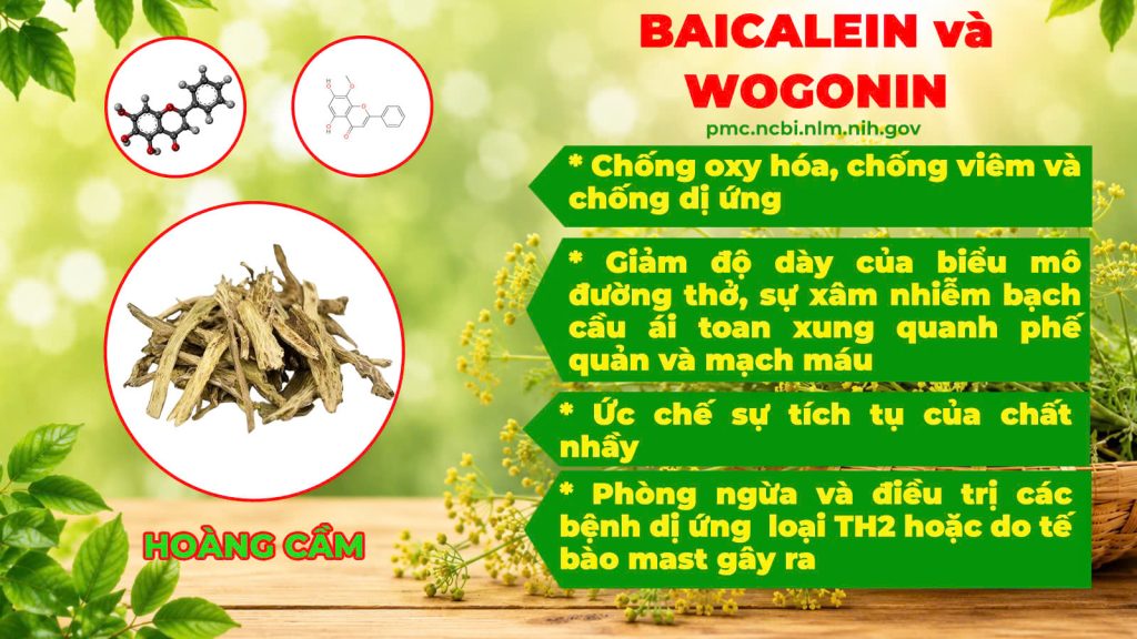 Thành phần hoá học Hoàng cầm tân di 