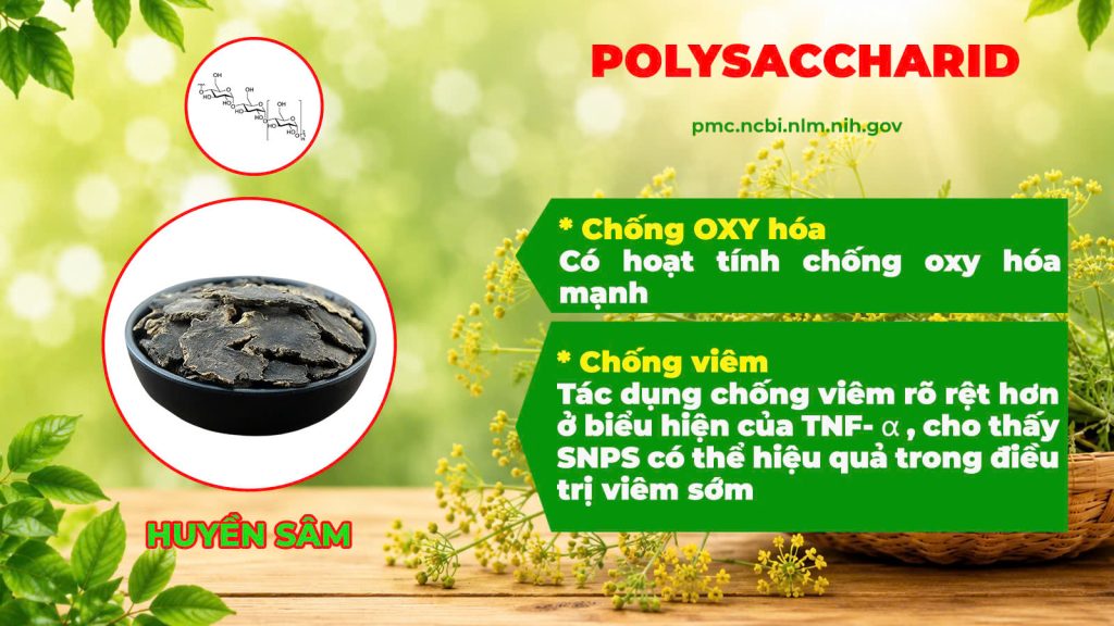 Thành phần hoá học Hoàng cầm tân di 