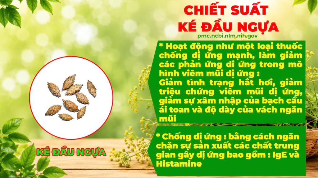 Thành phần hoá học Hoàng cầm tân di 