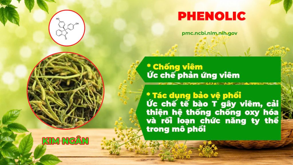 Thành phần hoá học Hoàng cầm tân di 