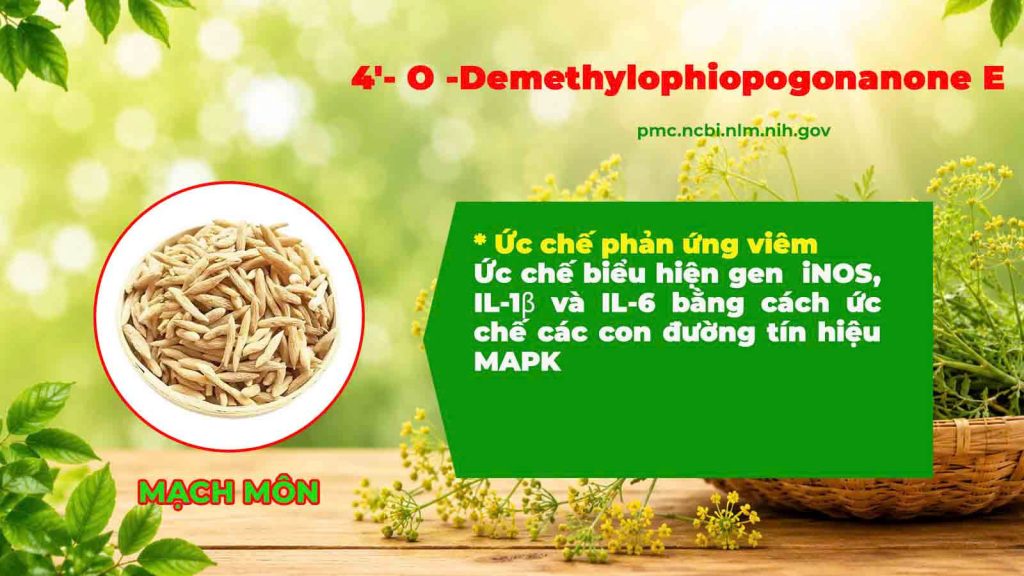 Thành phần hoá học Hoàng cầm tân di 