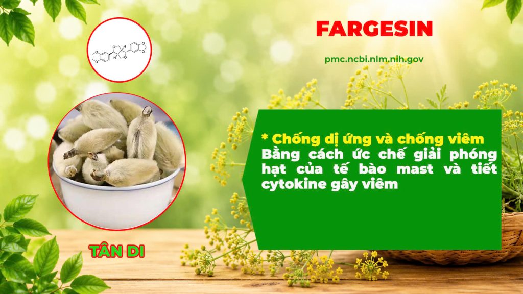 Thành phần hoá học Hoàng cầm tân di 