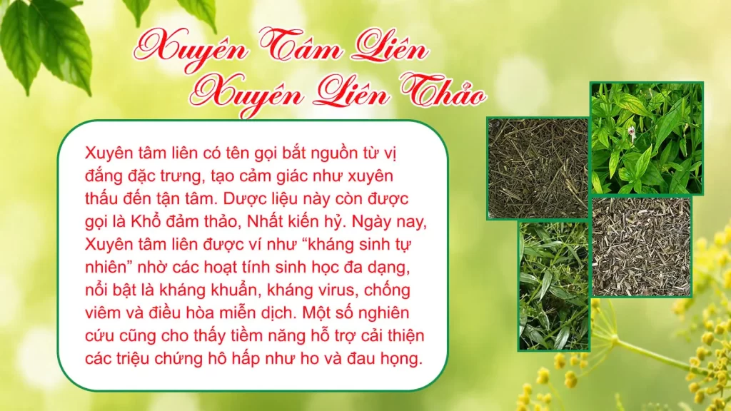 Câu chuyện dược liệu Xuyên tâm liên - Xuyên liên thảo