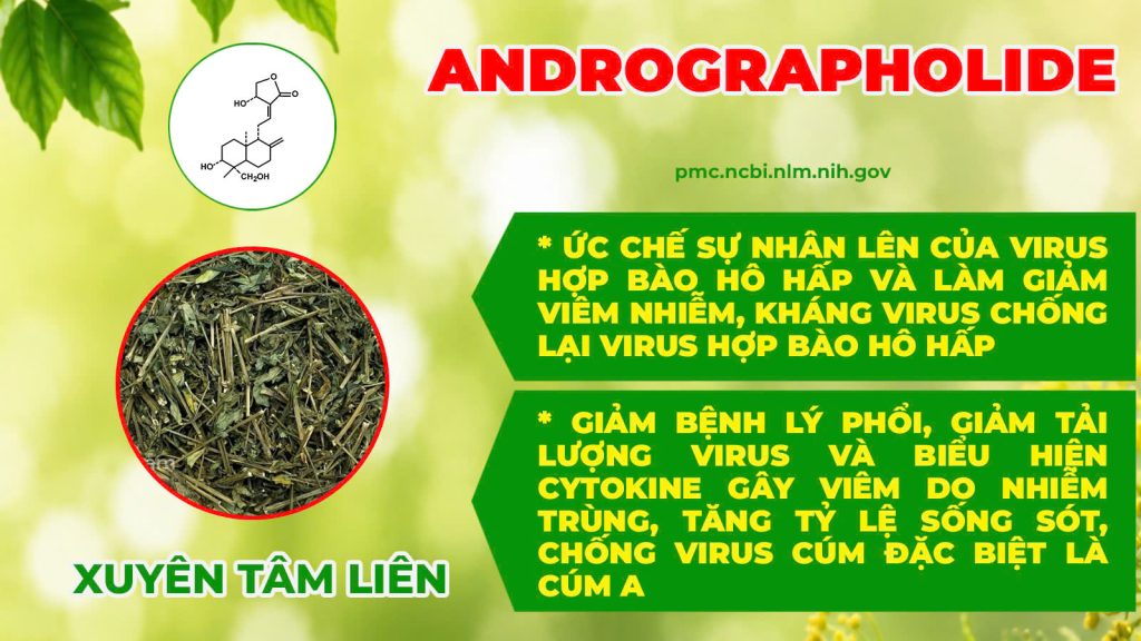 Thành phần hoá học xuyên liên thảo 