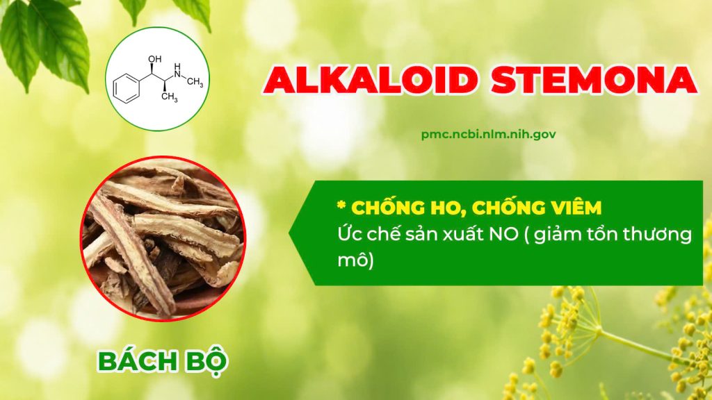 Thành phần hoá học xuyên liên thảo 